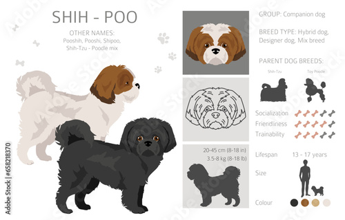 Shih-Poo clipart. Shih-Tzu  Poodle mix. Different coat colors set photo