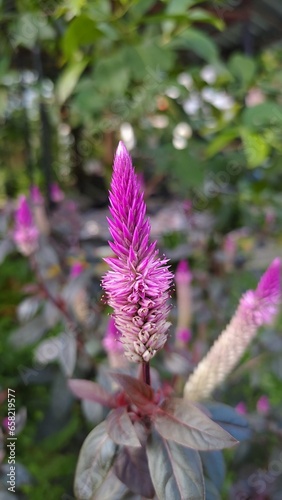 Boroco flowers (Celosia argentea) which are pink like spears photo