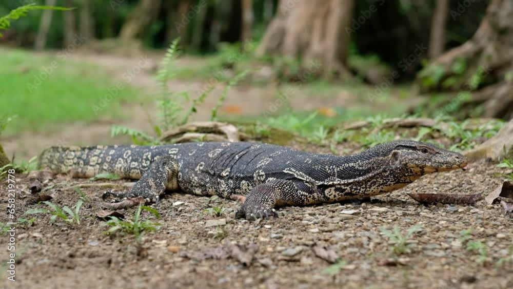 monitor lizard sleep on ground
monitor lizard sleep on ground