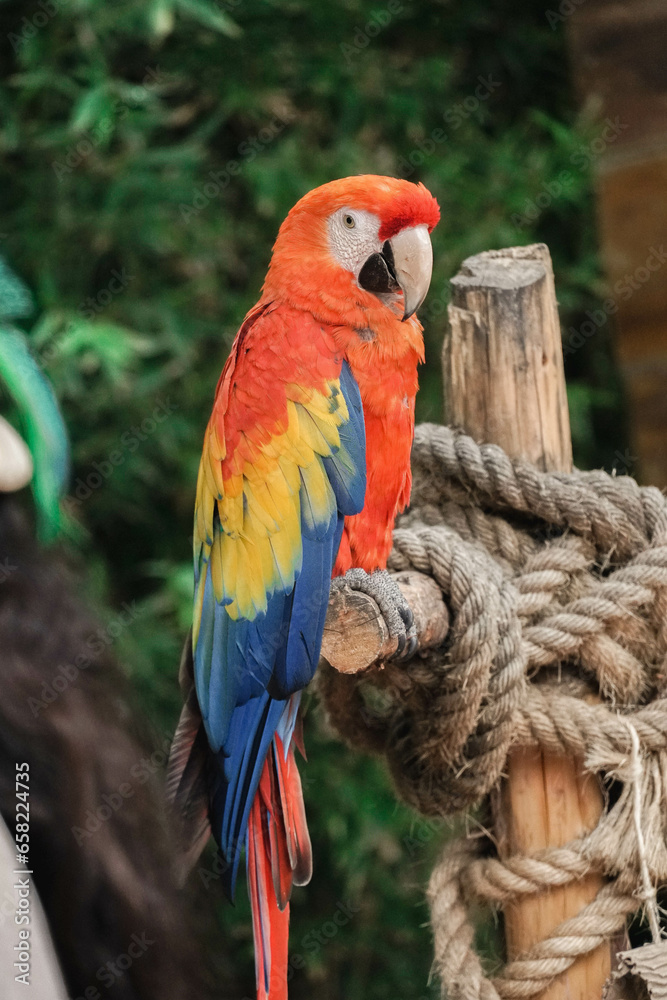 Obraz premium Beautiful macaw with radiant colors: Exotic avian splendor