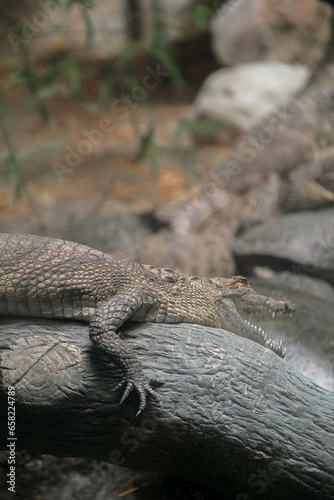 Crocodile with jaws wide open