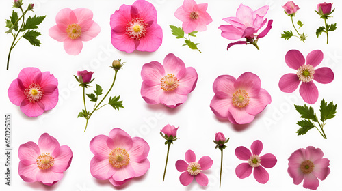 pink and white flowers