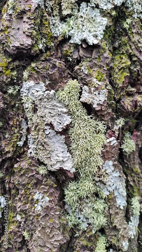 beautiful pine bark and green moss