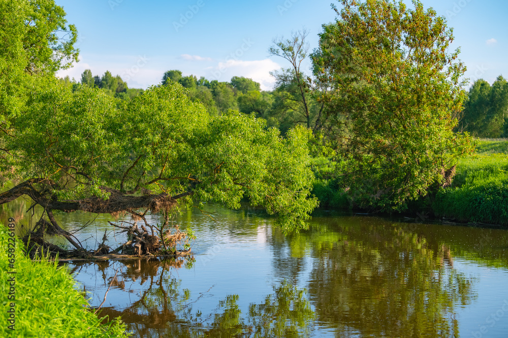 river forest landscape