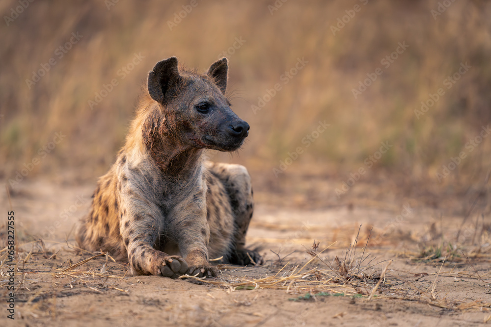 Spotted hyena lies turning head on sand Spotted hyena lies turning head on sand