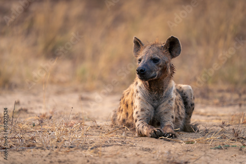 Spotted hyena lies on sand turning head