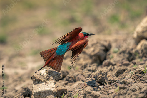 Southern carmine bee-eater takes off from stone photo