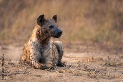 Spotted hyena lies turning head on sand