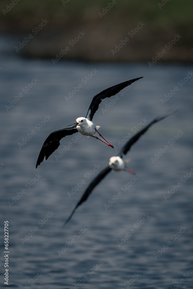 Two black-winged stilts cross water in formation Two black-winged stilts cross water in formation