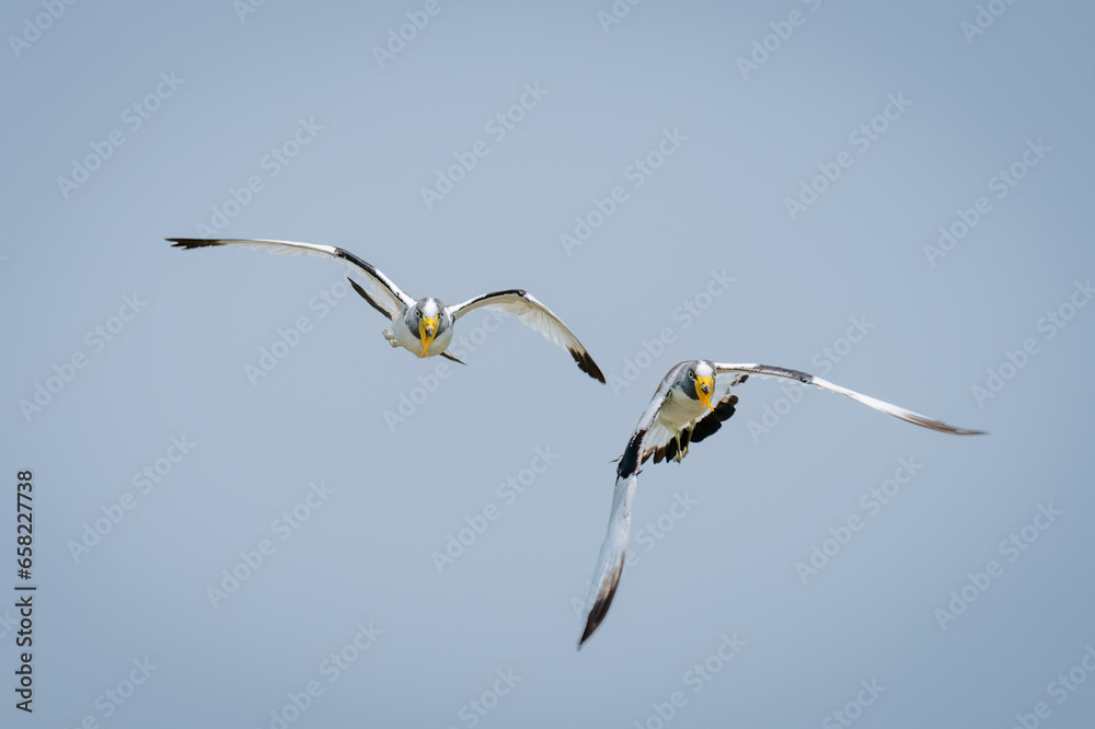 Fototapeta premium Two white-crowned lapwings fly in blue sky
