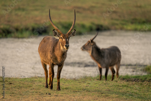 Two male common waterbucks stand on riverbank
