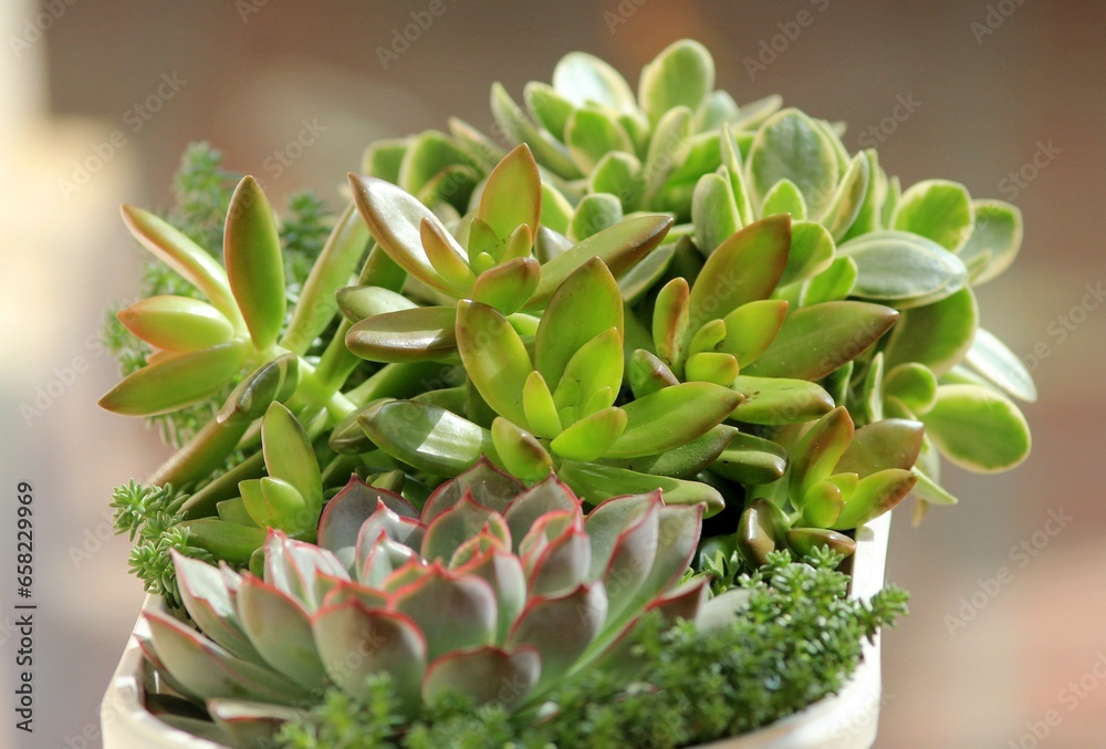Fototapeta premium Leaves of different succulents on a blurry background