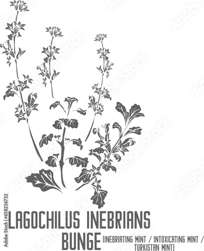 Inebriating mint, Intoxicating mint, Turkistan mint vector silhouette. Medicinal Lagochilus inebrians plant outline. Set of Lagochilus inebrians flowers in Line. Contour drawing of medicinal herbs