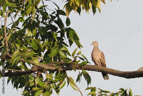 Birds: Oriental turtle doves (Streptopelia orientalis) 