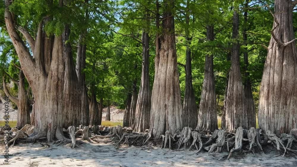 Panoramic shot of a cypress grove on Lake Sukko on a sunny summer day. Swamp cypresses. North American deciduous-coniferous tree. The taxodium is two-row. Krasnodar Territory, Black Sea, Russia 2023