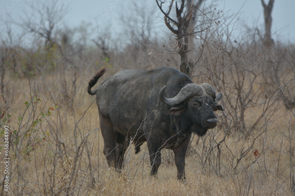 African buffalo staring undistributed at visitors in the Kruger National Park South Africa.
