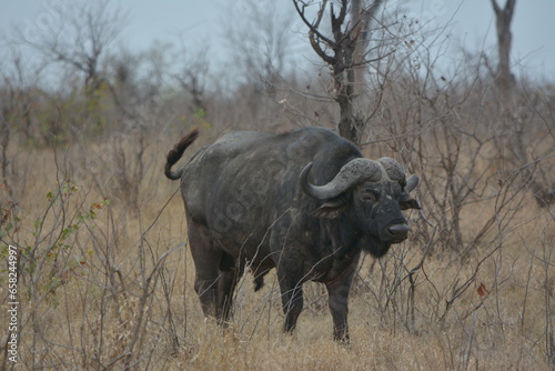 African buffalo staring undistributed at visitors in the Kruger National Park South Africa.