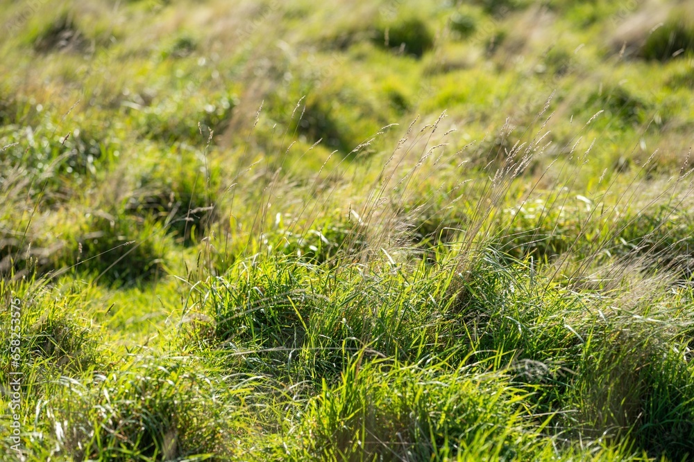beautiful green field with lush green pasture growing on a farm in spring beautiful green field with lush green pasture growing on a farm in spring