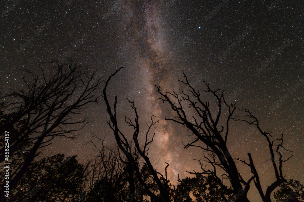 Milky way with trees silhouettes Milky way with trees silhouettes