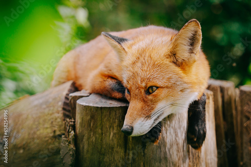 Young red fox (vulpes vulpes) relaxing in green forest on a stump, Lyckselle, Sweden photo