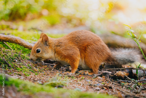 A cute squirrel sitting on a tree in Seurasaari, Helsinki, Finland photo