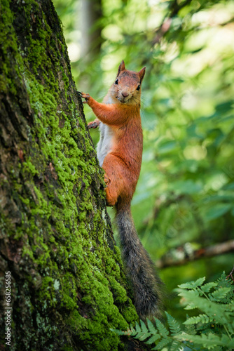 A cute squirrel sitting on a tree in Seurasaari, Helsinki, Finland