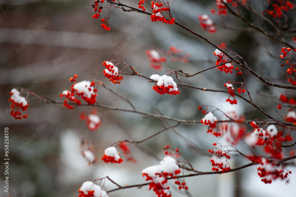 雪の積もったナナカマドの実2