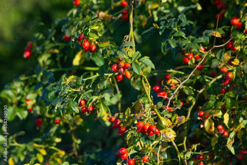 ripe rose hips outdoors in late summer ripe rose hips outdoors in late summer