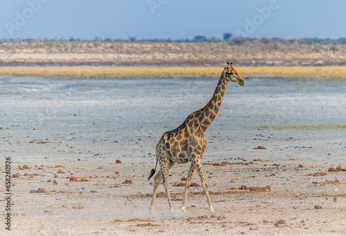 A view of a giraffe approaching a waterhole in the Etosha National Park in Namibia in the dry season