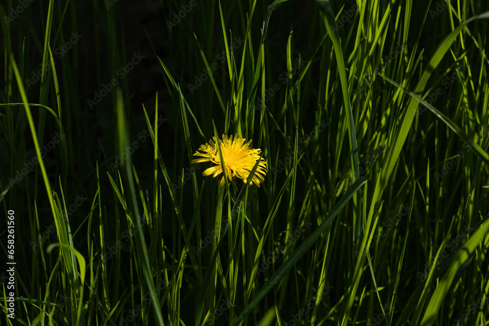 on dandelion with yellow blossom grows in the grass on dandelion with yellow blossom grows in the grass