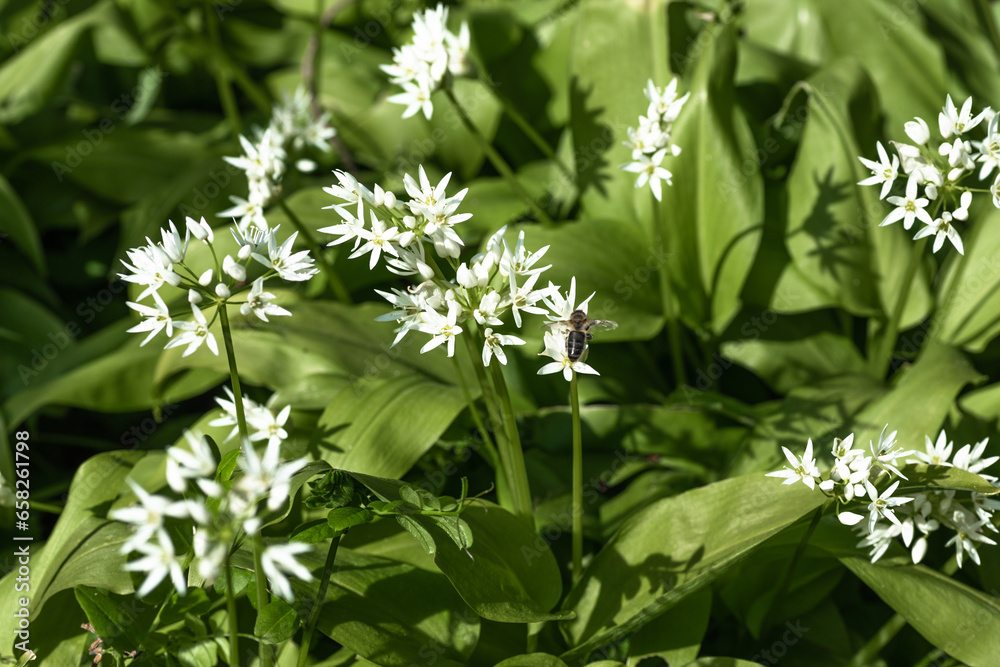 wild garlic with blossoms grows in the garden wild garlic with blossoms grows in the garden