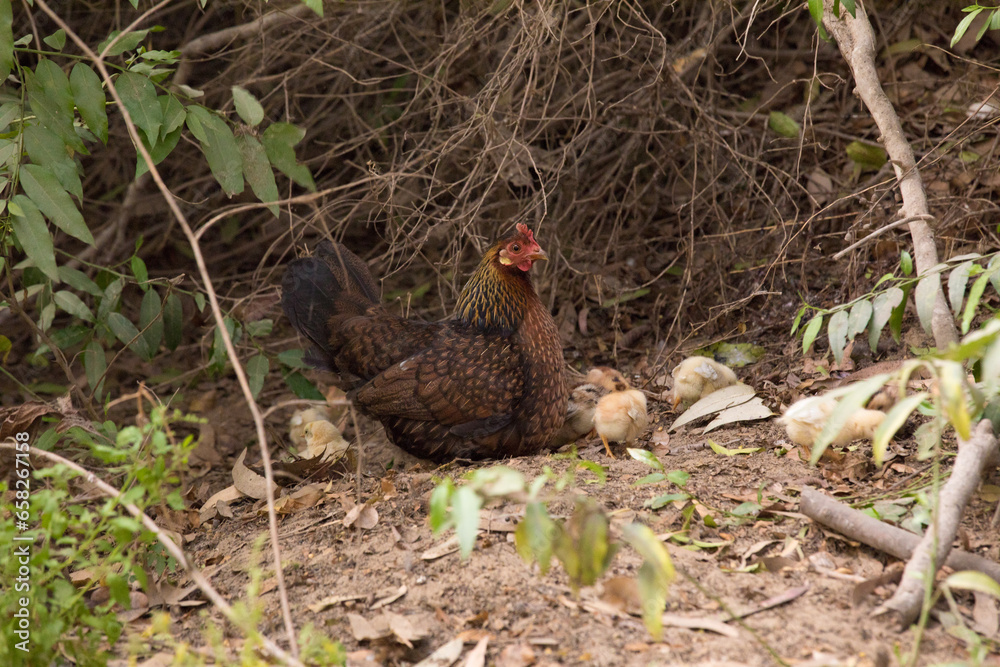 Fototapeta premium Mom hen with small baby chicks chicken animals 
