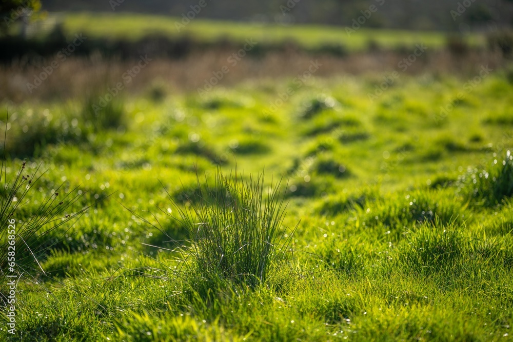 Grass growing in a field. Beautiful farming landscape - obrazy, fototapety, plakaty 