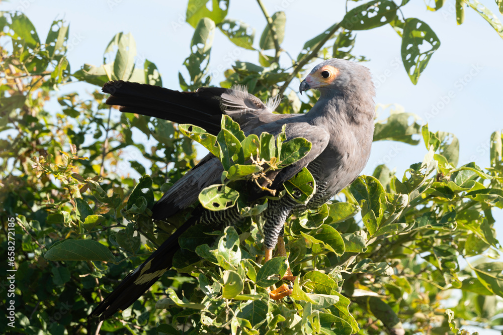 Obraz premium Gymnogène d'Afrique,.Polyboroides typus, African Harrier Hawk, Afrique du Sud