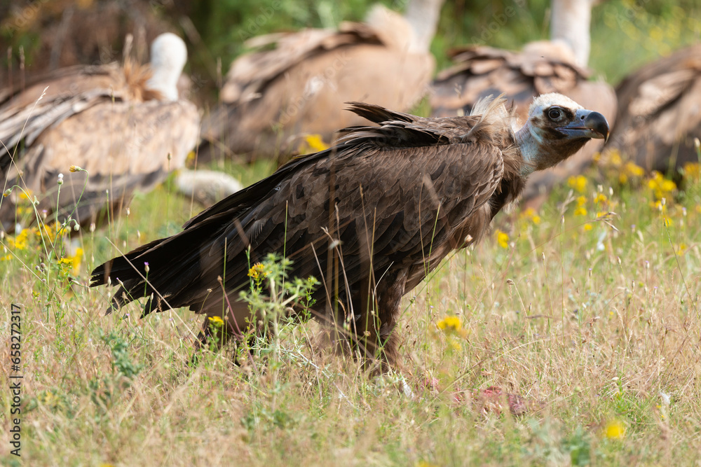 Obraz premium Vautour moine,.Aegypius monachus, Cinereous Vulture