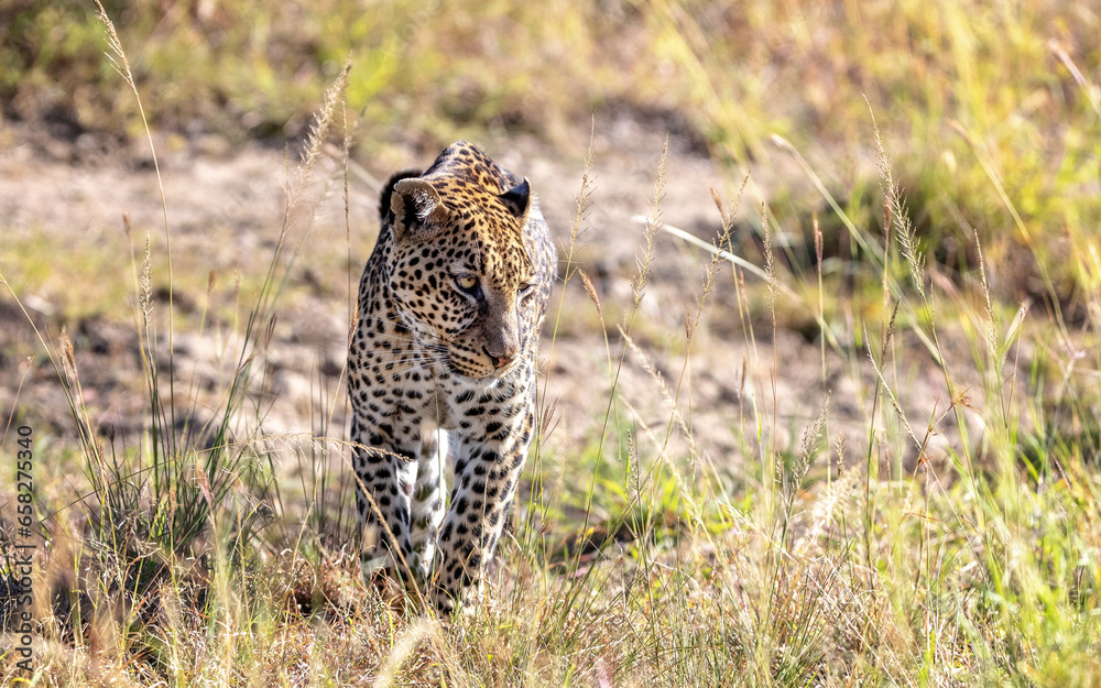 Fototapeta premium Adult leopard, panthera pardus, walking through the long grass of the Masai Mara, Kenya.