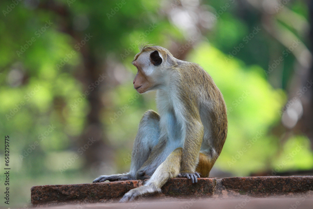 Obraz premium srilanka monkey