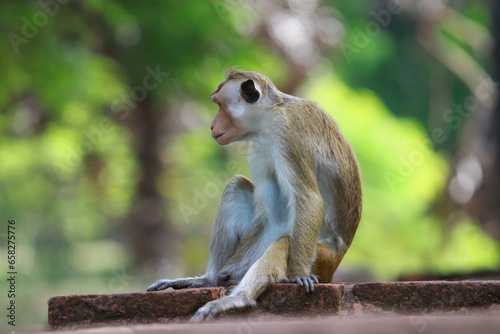 squirrel on the tree