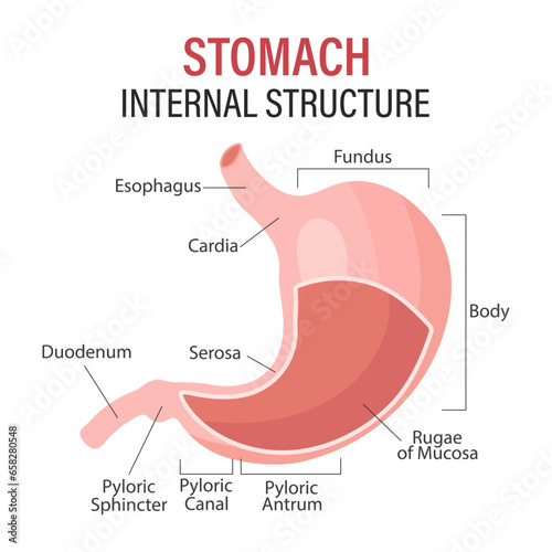 Anatomy of the human stomach, medical poster with detailed diagram of the structure of the internal stomach. Medical infographic banner. Vector photo