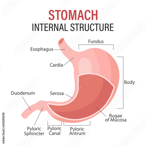 Anatomy of the human stomach, medical poster with detailed diagram of the structure of the internal stomach. Medical infographic banner. Vector