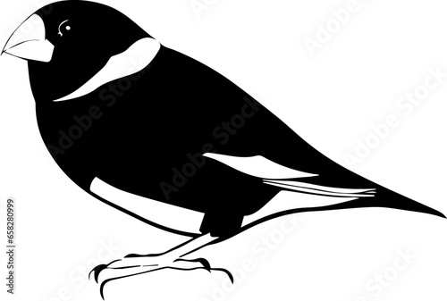 Gouldian Finch icon 4