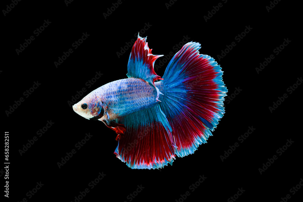 Betta fish, Siamese fighting fish, betta halfmoon, Betta splendens, Grizzle Rosetail Betta fish isolated on black background Betta fish, Siamese fighting fish, betta halfmoon, Betta splendens, Grizzle Rosetail Betta fish isolated on black background