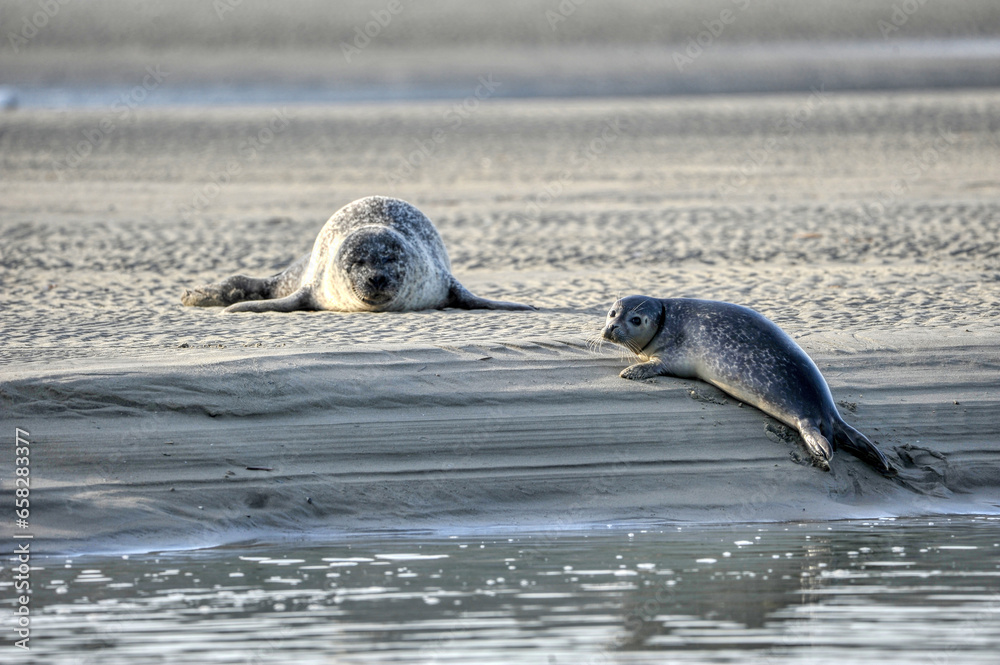 Fototapeta premium phoque