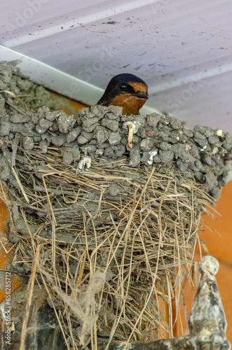 Swallow's nest on the veranda of a country house