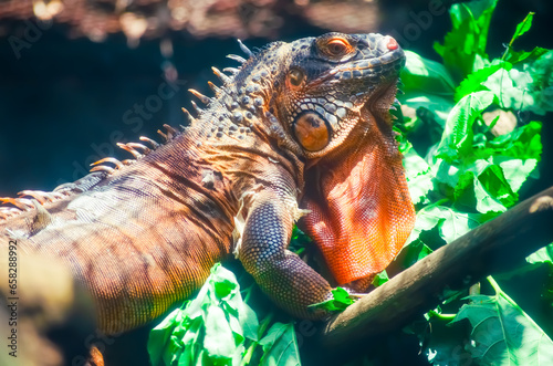 Iguana on a branch in Ho Chi Minh zoo  Vietnam