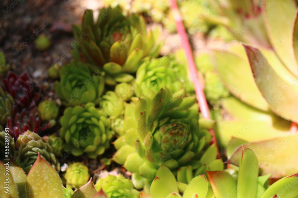 rojnik Tori Amos Sempervivum rojnik Tori Amos Sempervivum