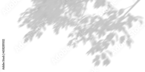 Bild auf Leinwand Leaves trees branches shadow shade on transparent backgrounds 3d render png