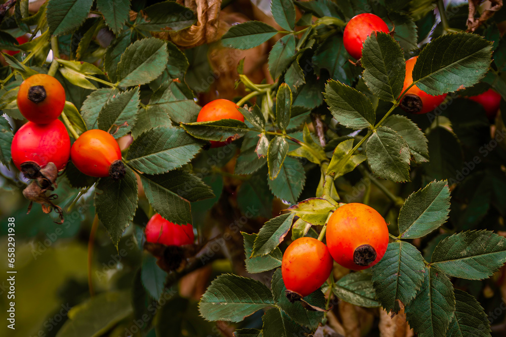 Vibrant autumn rose hip branch wth red fruit,  autumnal shrub  with red rose hip berries , healthy berries
