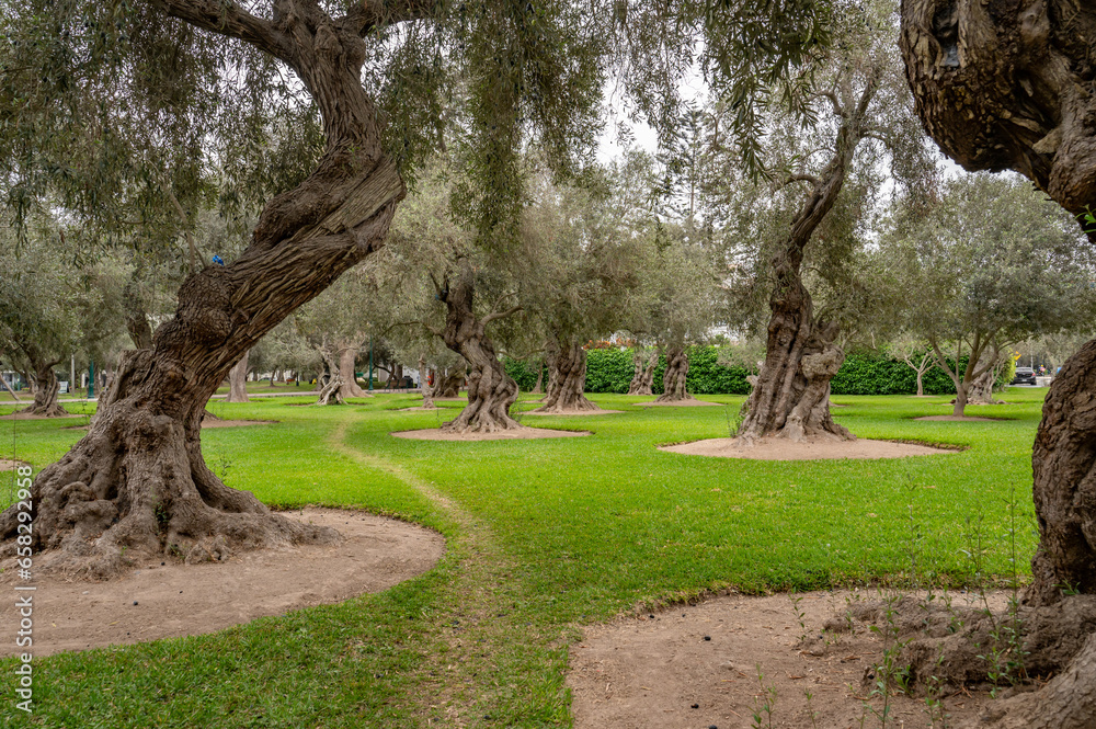 Parque El Olivar or Olive Grove Park, in the flourishing San Isidro District of Lima, Peru.