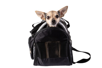 dog carrier, travel bag for small animals, cute pet sitting in airplane crate isolated